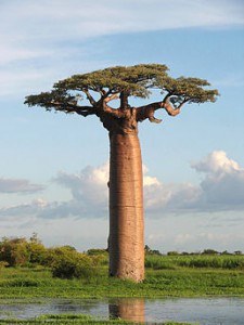 baobab.jpg